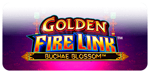 Golden Fire Link Buchae Blossom