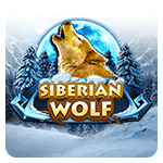 Siberian Wolf